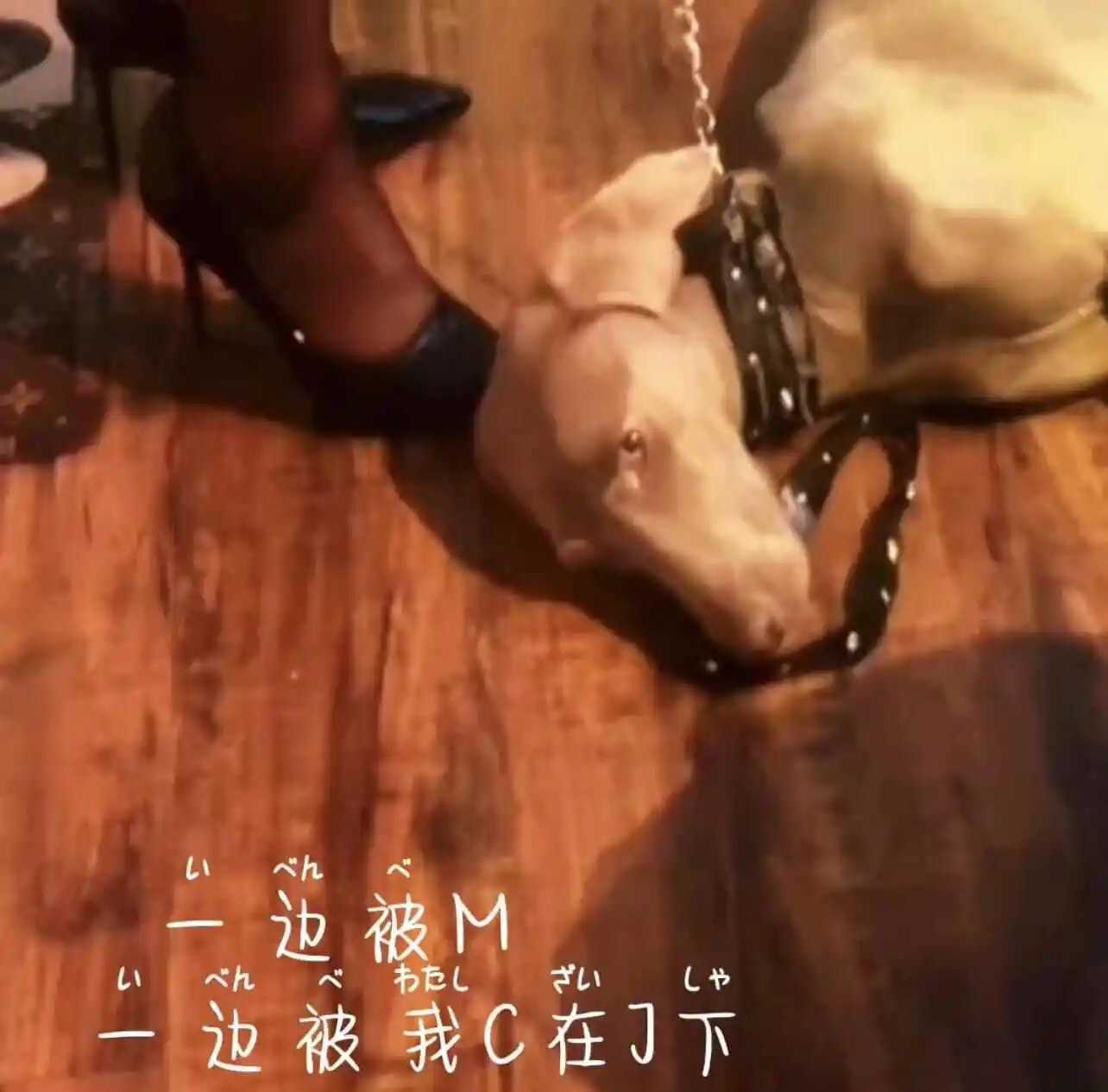 西檬之家Brat属性是什么?字母圈里的调皮小猫 一