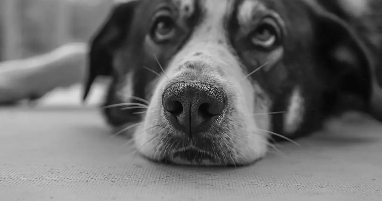 西檬之家字母圈的DOM是什么意思? 一